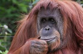 orangutan a